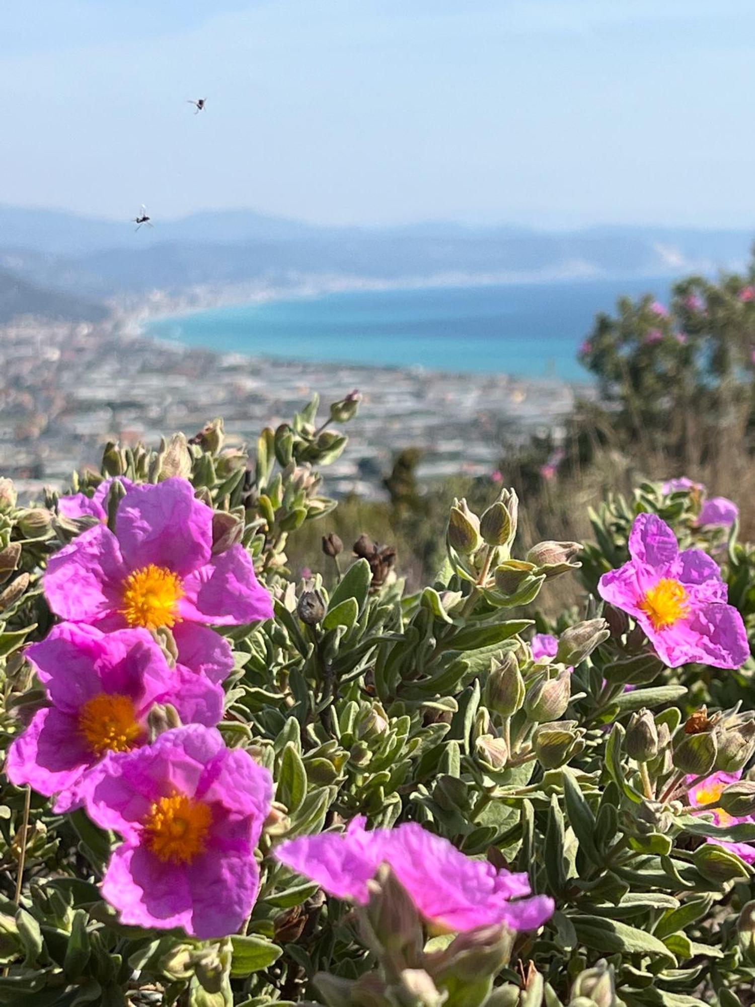 Le Torri Riviera Holiday Albenga Buitenkant foto